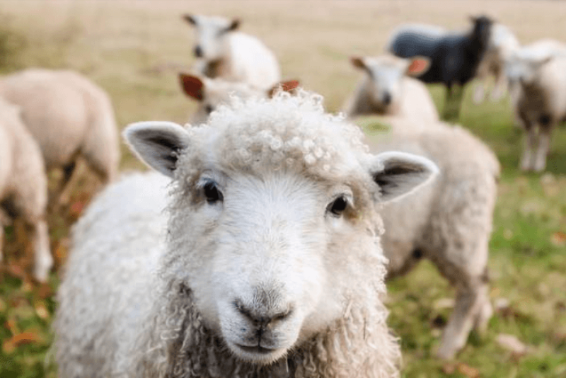 use of sheep in gene-editing
