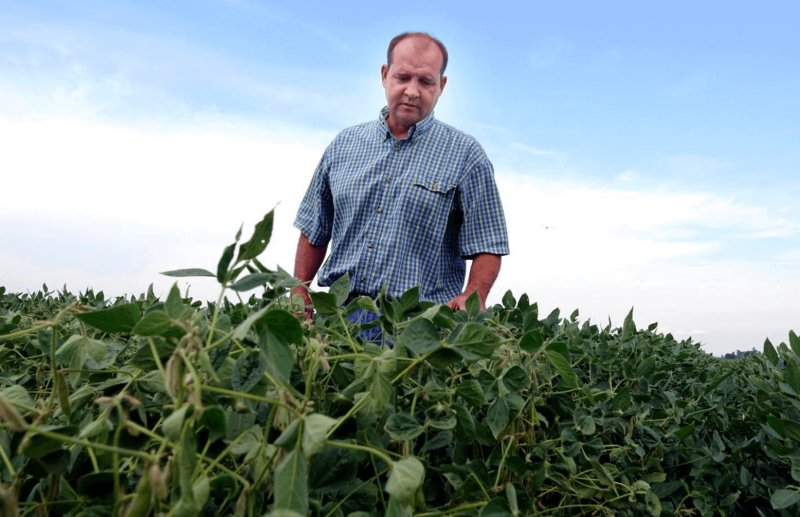 Soybeans damaged by dicamba drift