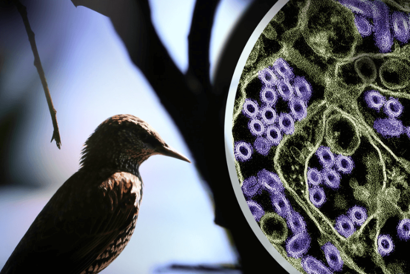 Photo of a wild bird. In the upper right corner is a colorized transmission electron micrograph of H5N1 virus particles (purple). H5N1 bird flu is widespread in wild birds worldwide, and in 2024 is causing a multistate outbreak in poultry and U.S. dairy cows. Credit: NIAID and CDC