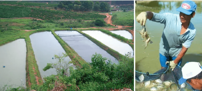 Aquaculture in Brazil. Credit: Global Seafood Aliance