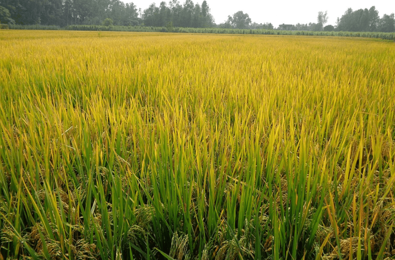 Paddy crops planted in Punjab. Researchers have developed two innovative genome-edited rice varieties, named DRR Dhan 100 (Kamala) and Pusa DST Rice 1, which aim to enhance yield and strengthen climate resilience. Image by Sarbjit Bahga via Wikimedia Commons (CC BY-SA 4.0).