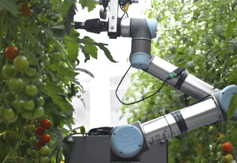 Robotic breeder GEAIR working in a greenhouse. Credit: IGDB