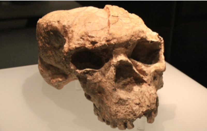 Yunxian 2 skull in the Hubei Provincial Museum Credit: Gary Todd/Creative Commons