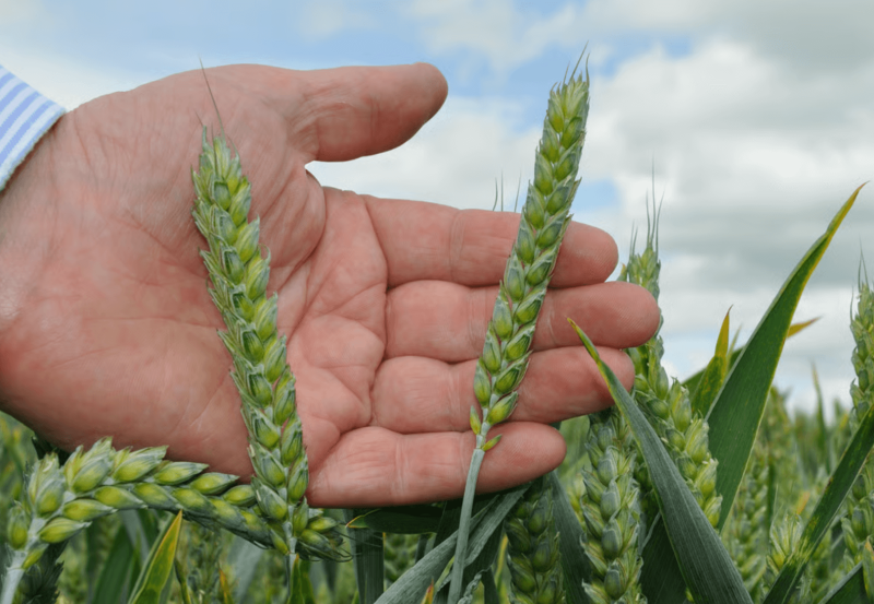 The final 2024 UK wheat harvest is 11.1 million tonnes, a decrease of 20% on 2023 Credit: Agriland