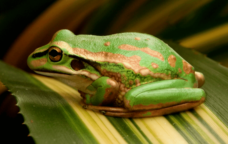 Endangered green and golden bell frog. Scientists believe gene-editing can be used to protect frogs from the deadly chytrid fungus. Credit: Creative Commons
