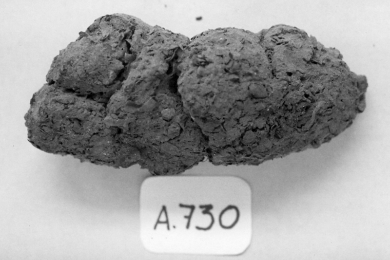 Preserved poop offers a window into the health and life of ancient ...