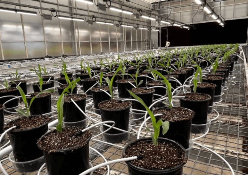 Credit: Ginkgo Bioworks