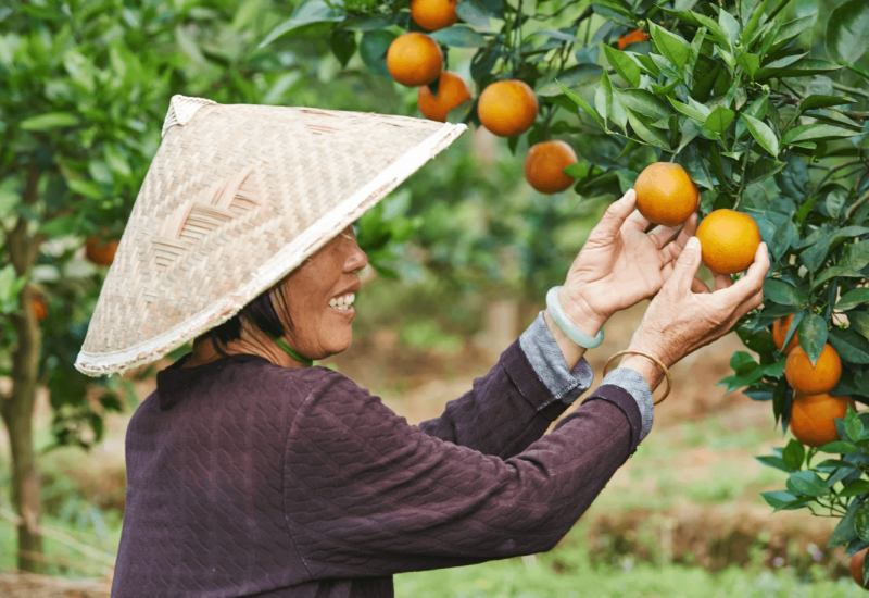 Viewpoint: U.S. and Europe lagging behind China’s embrace of crop gene ...