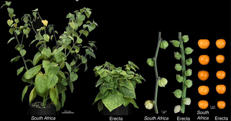 Credit: Plants, People, Planet via CC-BY-4.0