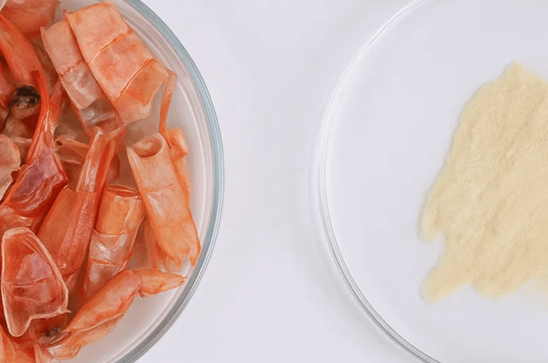 Nano-engineered powder derived from shrimp shells. Credit: Unibaio