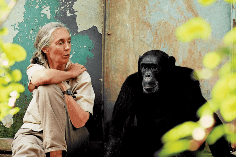 Jane Goodall with chimpanzee Freud. Credit: Jane Goodall Institute