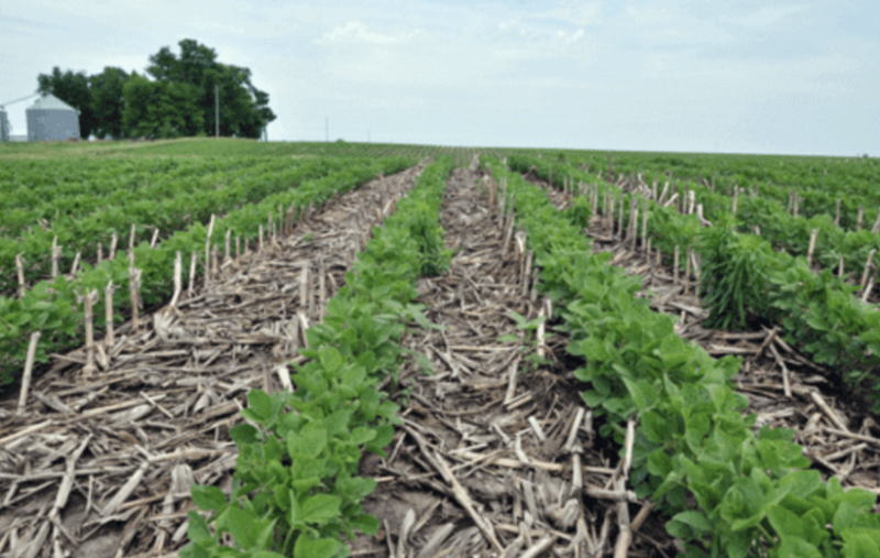 Soybeans grown into corn stalks in no-till field