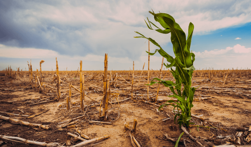 Global warming is already impacting crop yields. What does the future hold? – Genetic Literacy Project