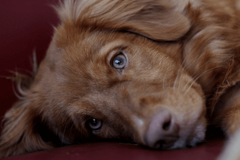 Worried about having a blind puppy? Now there is a screen for it