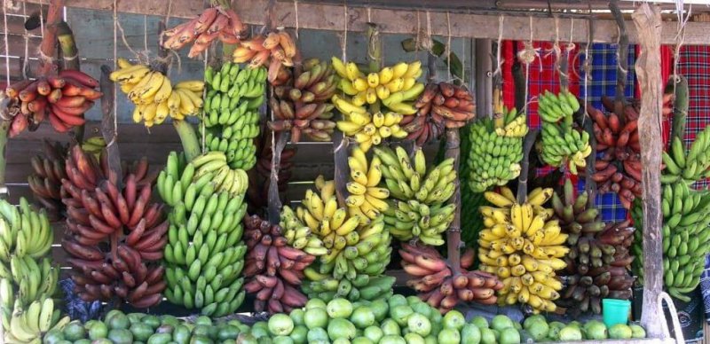 Bananas have limited genetic diversity, making them vulnerable to disease. Credit: Gets Holidays