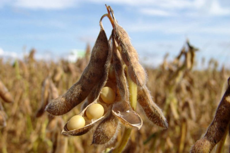 Soybean. Credit: Adobe Stock