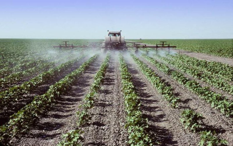 Spraying young cotton plants in a field