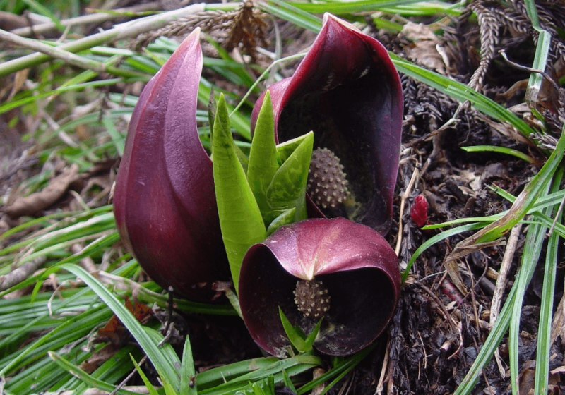 Credit: Wikimedia