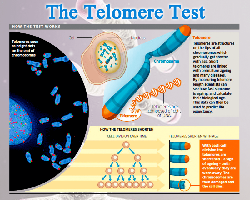 TelomereTestchart