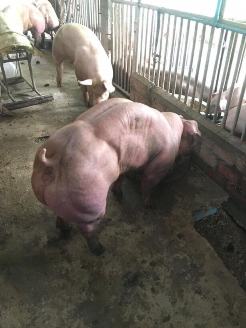 These mutant pigs prove that Okja is already real