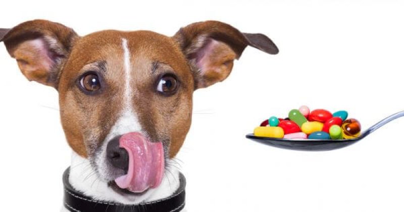 This pill could make your dog live longer x