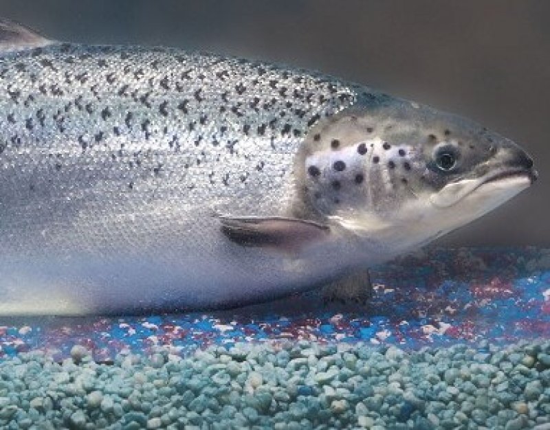 Transgenic Salmon e