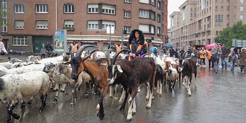Herding animals from pasture to pasture carries plants and other organisms such as as mushroom spores, propagules of lichens, insects and other invertebrates. This supposedly contributes to the ecological connectivity essential for maintaining biodiversity. Credit: 	Lamiot