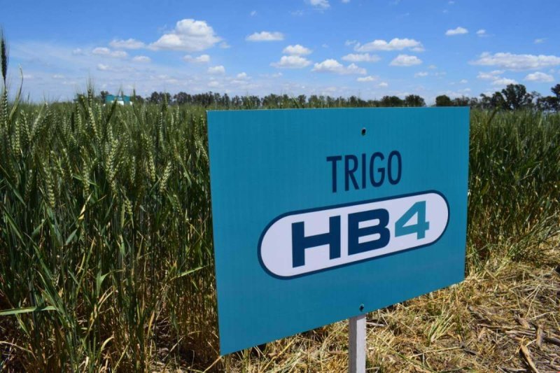 Brazil approves transgenic drought-tolerant wheat