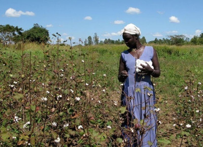 Uganda cotton fields blooming large