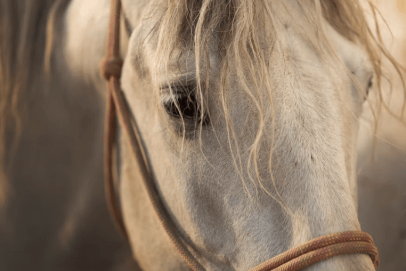 Is your horse flighty, anxious or affable? Dozens of genes shape equine personalities — and are linked to traits in humans