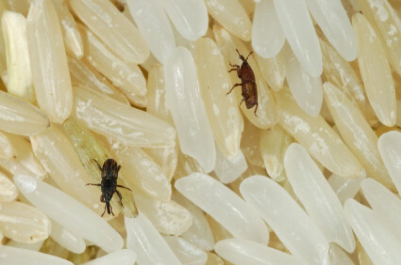 Weevils Rice Bugs