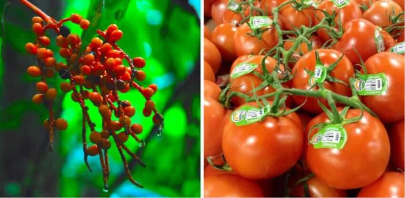Wild Tomatoes Collage x