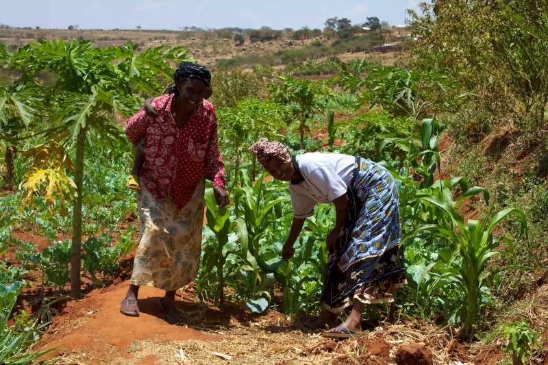 The 28-member Mbini self-help group (SHG) in Machakos farms a 4-acre plot where they grow oranges, avocado, vegetables, maize. The group members also have their own plots, do bee keeping, baking of cakes, and rear goats, cattle and chickens. Their challenges are lacking capital to expand and pump water, lacking insurance and storage facilities for their produce.