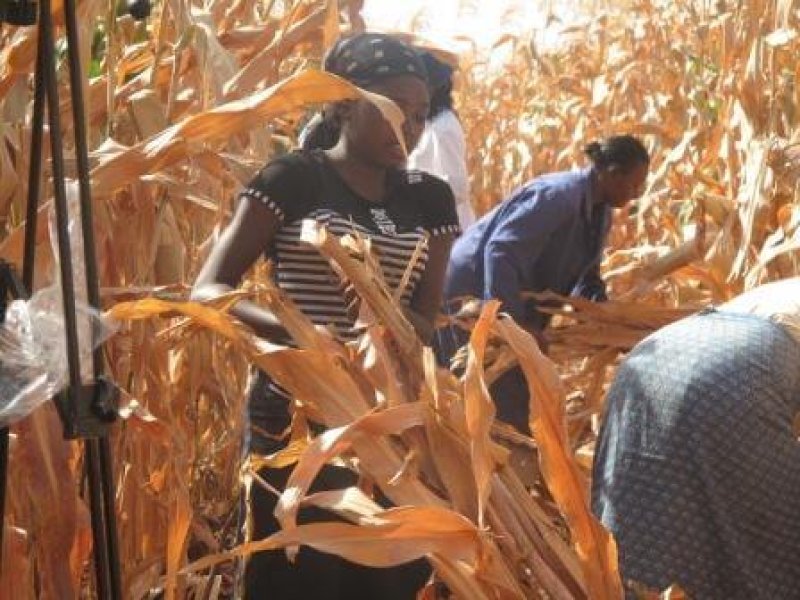 Workers harvesting the GM maize at the field trial in Kiboko