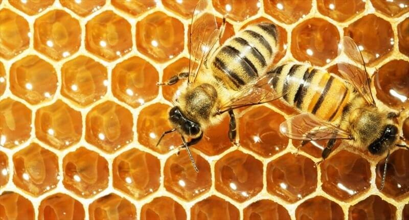 Working bees on honey cells Shutterstock x