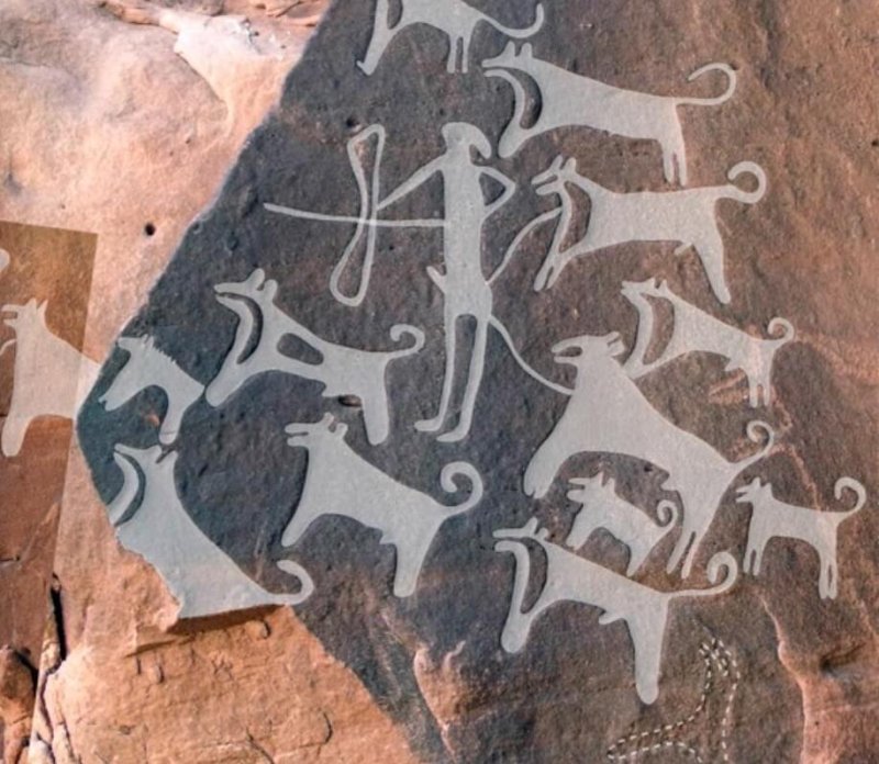 This composite image of a panel of rock art discovered in Saudi Arabia shows a hunter with 13 dogs (right side) and a few possible leashes extending from the hunter's waist, and a scene with a hunter, a large equid and eight dogs (left side). The top image shows the engravings traced in white. Credit: Journal of Anthropological Archaeology/Maria Guagnin/Max Planck Institute for the Science of Human History
