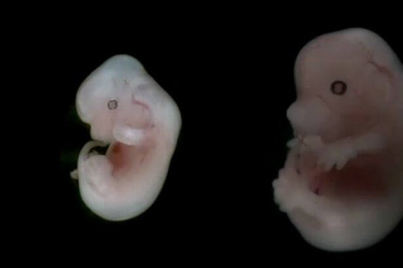 a mouse embryo developing