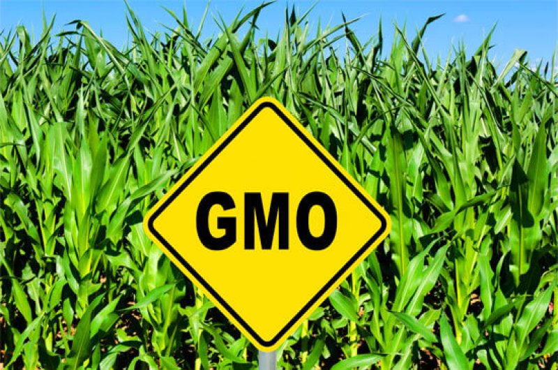 about GMOs food farm field