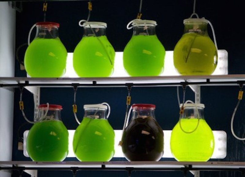 advanced biofuel