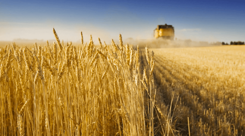 agamerica ag lending durum wheat