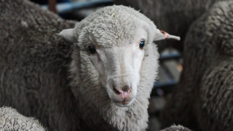 3-20-2019 agneau merinos sperme congele