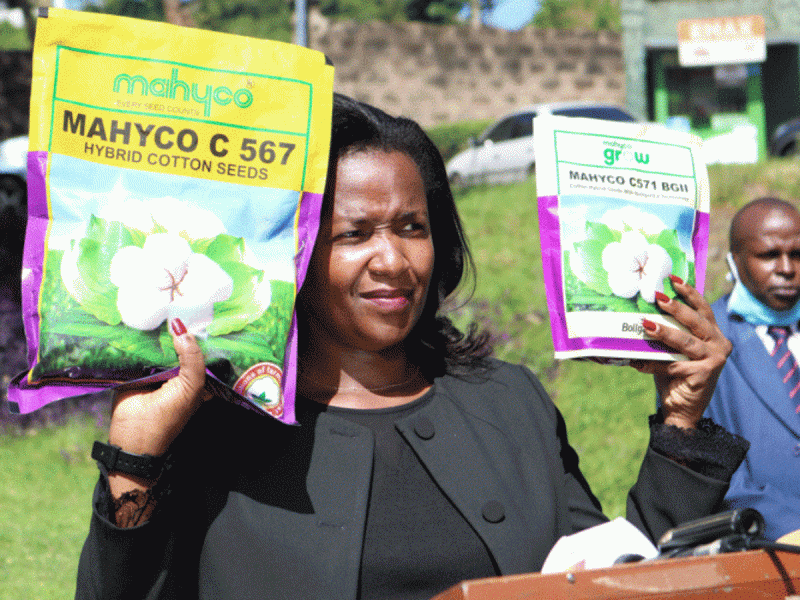 Agriculture CAS Anne Mukami displays Bt cotton seeds. Credit: Gerald Ithana/PD