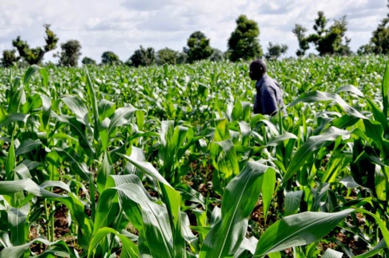 agriculture in nigeria