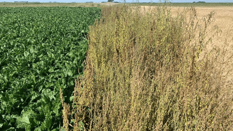 Weeds along edges of neighboring fields in Norman County, Minn.
Credit: AgUpdate/University of Minnesota