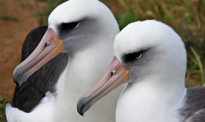 albatross side heads x