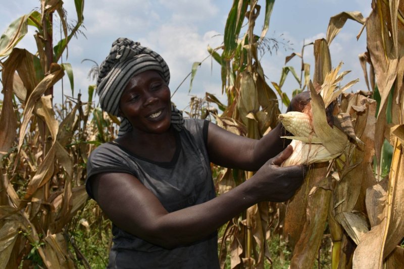 Ugandan farmer Alinda Sarah. Credit: Joshua Masinde/CIMMYT