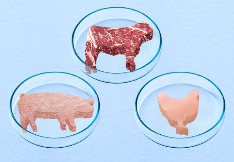 Viewpoint: Lab-grown meat should replace farm animals as food - Genetic  Literacy Project