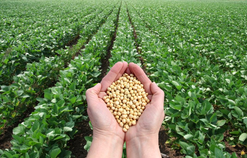 american Soybean