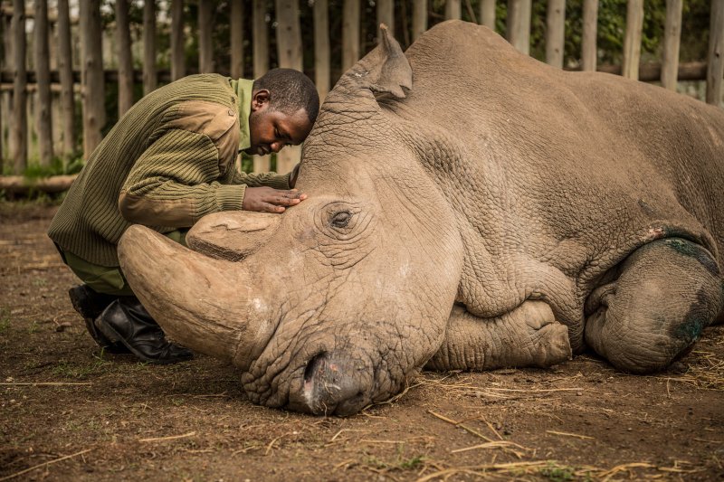 ami vitale rhino top photos
