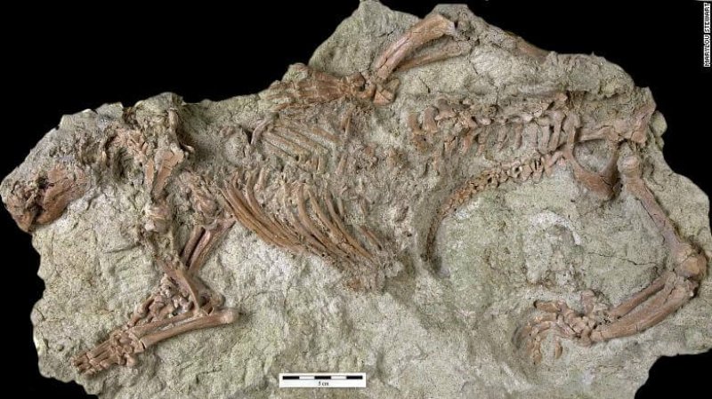 ancient finds gondwanatherian exlarge